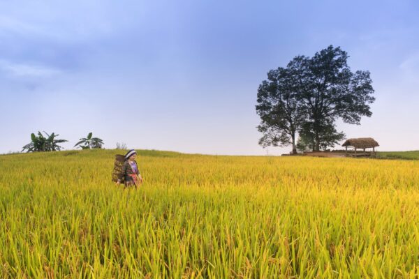 Các bước trồng lúa trong khu đô thị